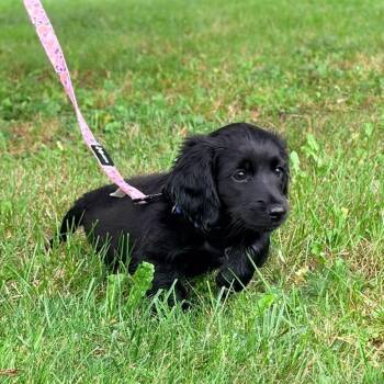 Eneldo -  Wirehaired Dachshund and Black Labrador Retriever Dog for Adoption in Watertown, New York - Eneldo | PetCurious