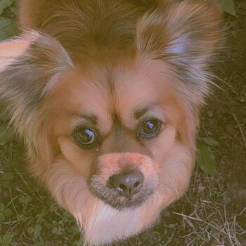 Lucky -  Pomeranian and Chihuahua Dog for Adoption in Carroll, Iowa - Lucky | PetCurious