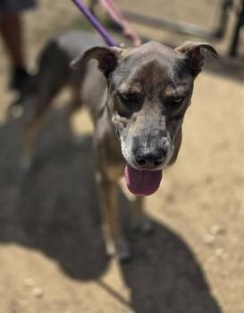 LUPIN -  Labrador Retriever Dog for Adoption in San Antonio, Texas - LUPIN | PetCurious