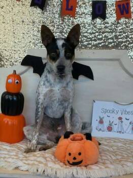 Aladdin -  Australian Cattle Dog Blue Heeler Dog for Adoption in Las Vegas, Nevada - Aladdin | PetCurious