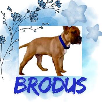 Rescue American Bulldog Dogs for Adoption in Raleigh, North Carolina - Brodus | PetCurious