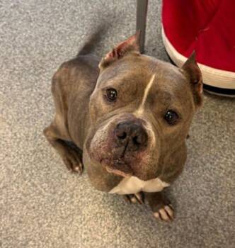 Rescue Pit Bull Terrier and Mixed Breed Dogs for Adoption in Chesapeake, Virginia - Sprout | PetCurious