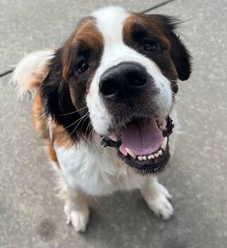 Bambi -  Saint Bernard Dog for Adoption in Manhattan, Kansas - Bambi | PetCurious