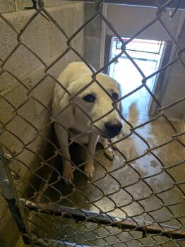 Delilah -  Great Pyrenees and Anatolian Shepherd Dog for Adoption in Hermiston, Oregon - Delilah | PetCurious