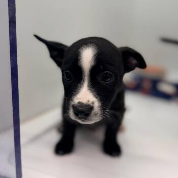 Dain Aetos -  Border Collie Dog for Adoption in Chico, California - Dain Aetos | PetCurious