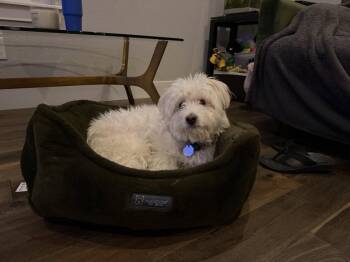 Nougat -  Poodle Dog for Adoption in Fort Collins, Colorado - Nougat | PetCurious