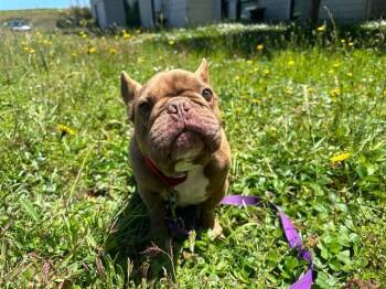 CORBIN -  French Bulldog Dog Available for Adoption in Mckinleyville, California - CORBIN | PetCurious