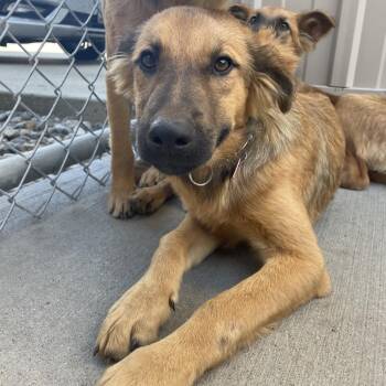Maverick (blue collar) -  Mixed Breed Dog for Adoption in Bismarck, North Dakota - Maverick (blue Collar) | PetCurious
