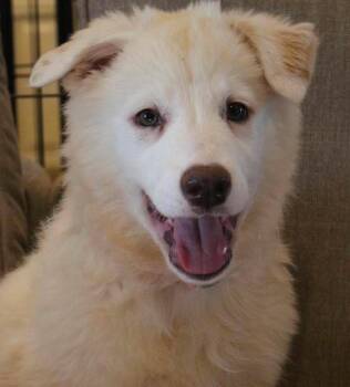 Kessie -  Great Pyrenees Dog for Adoption in Kiowa, Oklahoma - Kessie | PetCurious