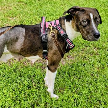 Peggy -  Retriever Dog for Adoption in Wake Forest, North Carolina - Peggy | PetCurious
