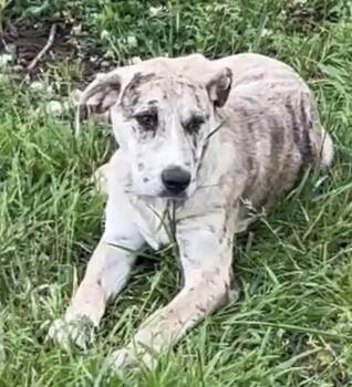 Catahoula Leopard Dog and Black Mouth Cur Dogs Available for Adoption in Okolona, Mississippi - Tucker | PetCurious