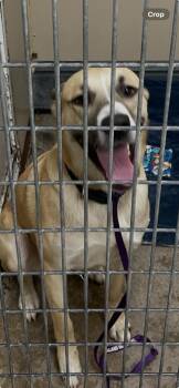King Shadow -  Shepherd and Great Pyrenees Dog for Adoption in Richland Hills, Texas - King Shadow | PetCurious
