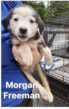 Mister Morgan Freeman -  Labrador Retriever and Terrier Dog Available for Adoption in Randolph, Massachusetts - Mister Morgan Freeman | PetCurious