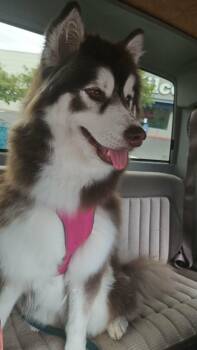 Alaskan Malamute Dogs Available for Adoption in Seattle, Washington - SHASTA | PetCurious