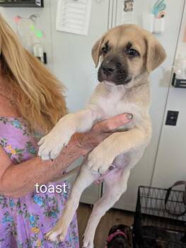 Toast - Maple -  Mountain Cur and Staffordshire Bull Terrier Dog for Adoption in Lakeland, Florida - Toast - Maple | PetCurious
