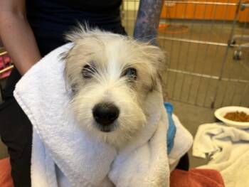 MUFFY* -  Terrier and Siberian Husky Dog for Adoption in Santa Cruz, California - MUFFY* | PetCurious