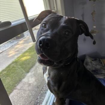 Creed -  Pit Bull Terrier and Mixed Breed Dog for Adoption in Fargo, North Dakota - Creed | PetCurious