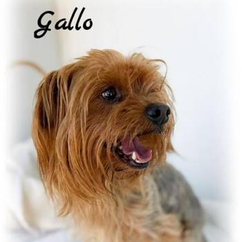 Yorkshire Terrier Dogs Available for Adoption in Tulsa, Oklahoma - Gallo | PetCurious