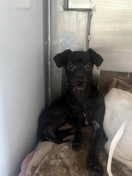 Rescue Chihuahua Dogs for Adoption in San Jose, California - SEAN | PetCurious