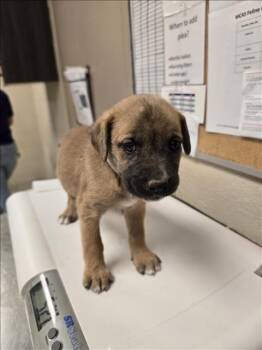 Rescue German Shepherd Dog and Siberian Husky Dogs for Adoption in Conroe, Texas - A420998 | PetCurious