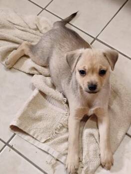 Rescue Chihuahua and Terrier Dogs for Adoption in Port Barrington, Illinois - Basil | PetCurious
