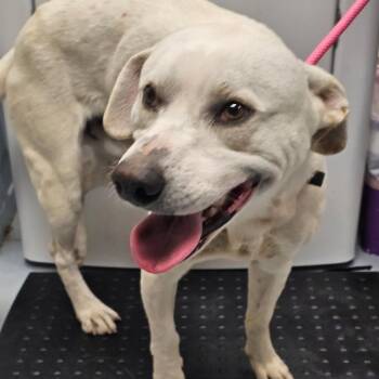 Mixed Breed Dogs Available for Adoption in Bismarck, North Dakota - Robbie | PetCurious