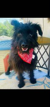 Terrier Dogs Available for Adoption in Durango, Colorado - Jackson | PetCurious