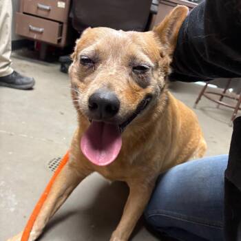 Nisha -  Australian Cattle Dog Blue Heeler Dog for Adoption in Yuma, Arizona - Nisha | PetCurious