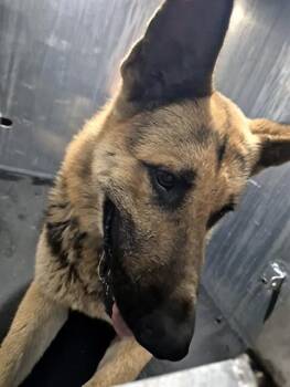 German Shepherd Dog Dogs Available for Adoption in San Antonio, Texas - MUSTANG | PetCurious