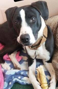 Milo -  American Staffordshire Terrier Dog for Adoption in Dallas, Texas - Milo | PetCurious