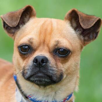 Pug and Chihuahua Dogs Available for Adoption in Richmond, Texas - Portland | PetCurious