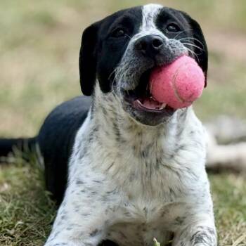 Australian Cattle Dog Blue Heeler and Pit Bull Terrier Dogs Available for Adoption in Cheyenne, Wyoming - Jacqueline | PetCurious