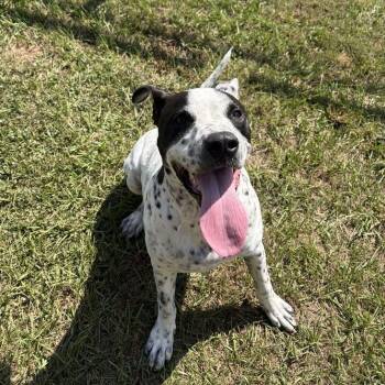 Bane -  Terrier and Mixed Breed Dog for Adoption in Carencro, Louisiana - Bane | PetCurious