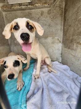 WHITE -  Great Pyrenees and Mixed Breed Dog for Adoption - WHITE | PetCurious