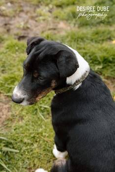 Australian Shepherd Dogs Available for Adoption in Cuyahoga Falls, Ohio - Jacob Puppy | PetCurious