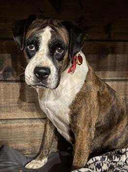 Rescue Boxer Dogs for Adoption in Malvern, Pennsylvania - Kanga | PetCurious
