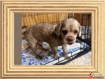 Rescue Shih Tzu Dogs for Adoption in Wanaque, New Jersey - Willi Wonka | PetCurious