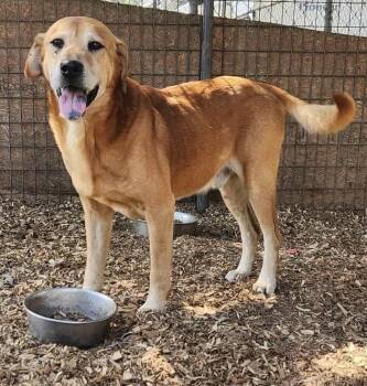 Rescue Labrador Retriever and Basset Hound Dogs for Adoption in Troy, Alabama - Woody | PetCurious