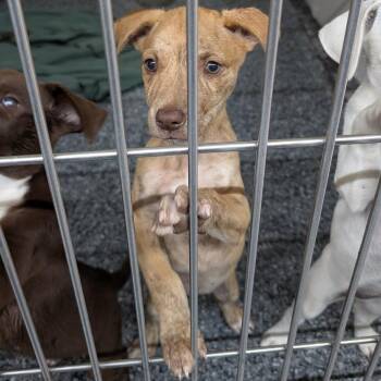 Lorde -  Labrador Retriever and Mixed Breed Dog Available for Adoption in Buchanan Dam, Texas - Lorde | PetCurious