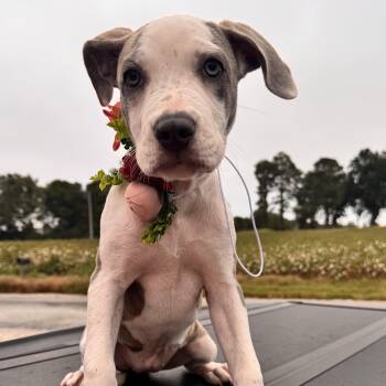 Bonnie -  American Bulldog and American Staffordshire Terrier Dog for Adoption - Bonnie | PetCurious