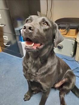 Labrador Retriever Dogs Available for Adoption in Fort Worth, Texas - Raven | PetCurious