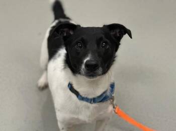 Neuman -  Mixed Breed Dog for Adoption - Neuman | PetCurious