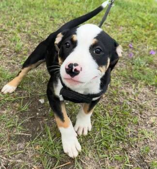American Bulldog Dogs Available for Adoption in Tarrytown, Georgia - Gena | PetCurious