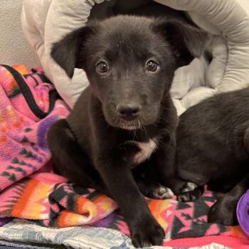 Jordanelle -  Mixed Breed Dog for Adoption in Park City, Utah - Jordanelle | PetCurious