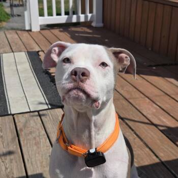 Luna momma Daydream - local love -  Boxer and Bulldog Dog for Adoption in Andover, Massachusetts - Luna Momma Daydream - Local Love | PetCurious