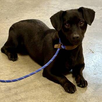 Keely 2026 -  Dachshund Dog for Adoption in Cincinnati, Ohio - Keely 2026 | PetCurious