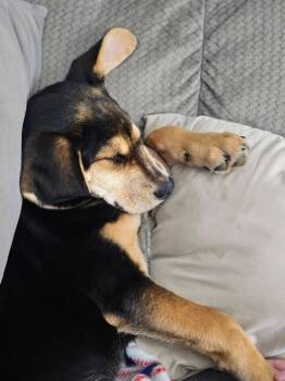 Mixed Breed Dogs Available for Adoption in Dorr, Michigan - Mack | PetCurious