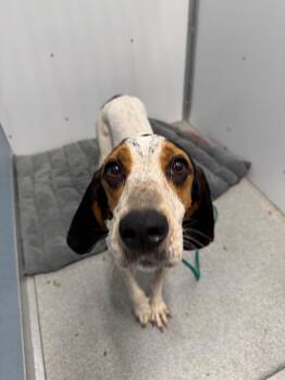 Adaline -  Coonhound Dog for Adoption in Bloomington, Indiana - Adaline | PetCurious