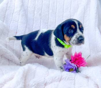 Mixed Breed Dogs Available for Adoption in Murray, Kentucky - Western | PetCurious