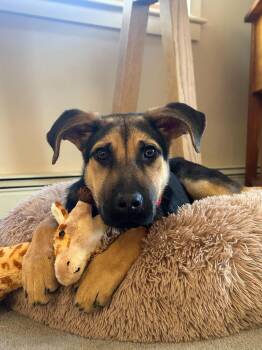 Mixed Breed Dogs Available for Adoption in Bowdoin, Maine - Butter Aka Butterfly | PetCurious